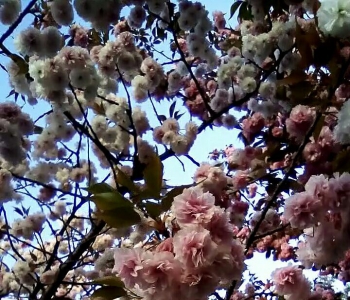 建立健全管理制度 推進(jìn)塑料污染治理